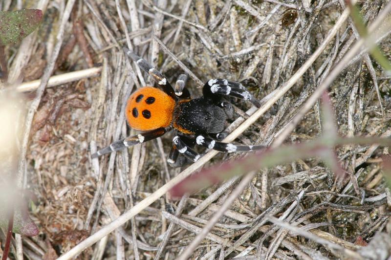 Eresus_sandaliatus_D3028_Z_84_NP De Hoge Veluwe_Nederland.jpg
